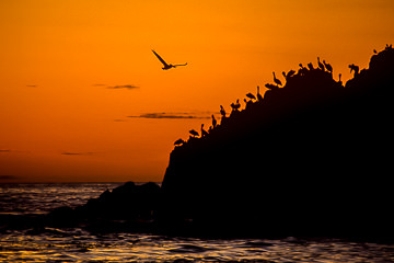 AM-LA-02&nbsp;&nbsp;&nbsp;&nbsp;&nbsp;&nbsp;&nbsp;&nbsp; Pelicans At Dusk, Carmel, California