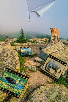 LE-SUR-17&nbsp;&nbsp;&nbsp;&nbsp;&nbsp;&nbsp;&nbsp;&nbsp; Outdoor Gallery