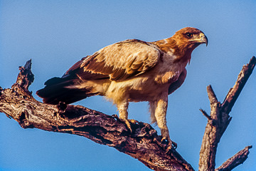 AF-B-01&nbsp;&nbsp;&nbsp;&nbsp;&nbsp;&nbsp;&nbsp;&nbsp; Tawny Eagle, Kruger NP, South Africa
