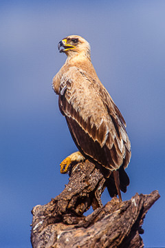 AF-B-02&nbsp;&nbsp;&nbsp;&nbsp;&nbsp;&nbsp;&nbsp;&nbsp; Tawny Eagle, Samburu National Reserve, Kenya