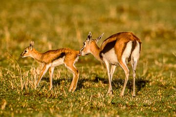 AF-M-01&nbsp;&nbsp;&nbsp;&nbsp;&nbsp;&nbsp;&nbsp;&nbsp; Thompson Gazelle With Newborn, Masai Mara, Kenya