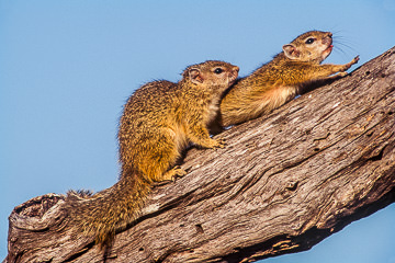 LE-AF-M-02&nbsp;&nbsp;&nbsp;&nbsp;&nbsp;&nbsp;&nbsp;&nbsp; Tree Squirrels, Kruger National Park, South Africa