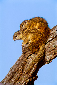 AF-M-01&nbsp;&nbsp;&nbsp;&nbsp;&nbsp;&nbsp;&nbsp;&nbsp; Tree Squirrels, Kruger NP, South Africa