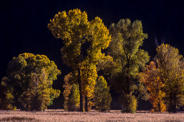 AM-LA-01&nbsp;&nbsp;&nbsp;&nbsp;&nbsp;&nbsp;&nbsp;&nbsp; Trees Turning Colors, Grand Teton NP, Wyoming