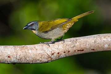 BR-B-57 Trinca-Ferro-Verdadeiro, Coastal Region Of Bahia, Brazil