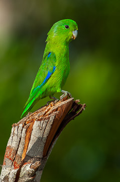 BR-B-02 Tuim, Coastal Region Of Bahia, Brazil