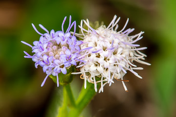 LE-BR-MIS-23&nbsp;&nbsp;&nbsp;&nbsp;&nbsp;&nbsp;&nbsp;&nbsp; Unidentifiable Flower, Coastal Region Of Bahia, Brazil