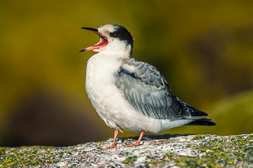 AM-B-01&nbsp;&nbsp;&nbsp;&nbsp;&nbsp;&nbsp;&nbsp;&nbsp; Common Tern Chick Calling Parents, Petit Manan Island, Maine