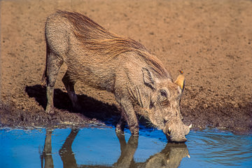 LE-AF-M-03&nbsp;&nbsp;&nbsp;&nbsp;&nbsp;&nbsp;&nbsp;&nbsp; Warthog With Oxpecker At Waterhole, Kruger National Park, South Africa