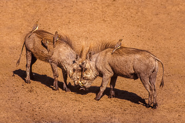 AF-M-05&nbsp;&nbsp;&nbsp;&nbsp;&nbsp;&nbsp;&nbsp;&nbsp; Young Warthogs With Oxpeckers Having A Dispute, Kruger NP, South Africa