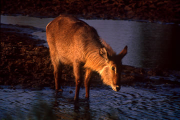 LE-AF-M-16&nbsp;&nbsp;&nbsp;&nbsp;&nbsp;&nbsp;&nbsp;&nbsp; Female Waterbuck Drinking, Kruger National Park, South Africa