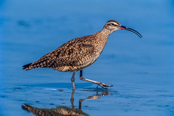 AM-B-03&nbsp;&nbsp;&nbsp;&nbsp;&nbsp;&nbsp;&nbsp;&nbsp; Whimbrel On The Move, Fort Myers Beach, Florida