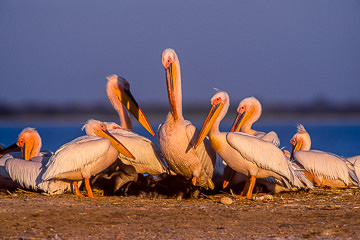 AF-B-01&nbsp;&nbsp;&nbsp;&nbsp;&nbsp;&nbsp;&nbsp;&nbsp; White Pelicans, Makgadikgadi Salt Pans, Botswana