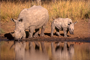 AF-M-03&nbsp;&nbsp;&nbsp;&nbsp;&nbsp;&nbsp;&nbsp;&nbsp; White Rhinoceros And Calf At Waterhole, Phinda Private Reserve, South Africa