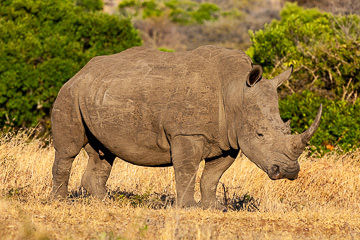 AF-M-102&nbsp;&nbsp;&nbsp;&nbsp;&nbsp;&nbsp;&nbsp;&nbsp; White Rhinoceros, Mala Mala Private Game Reserve, South Africa