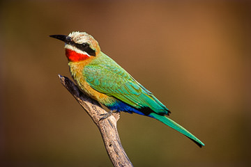AF-B-01&nbsp;&nbsp;&nbsp;&nbsp;&nbsp;&nbsp;&nbsp;&nbsp; Whitefronted Bee-Eater, Kruger NP, South Africa