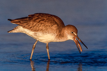 AM-B-06&nbsp;&nbsp;&nbsp;&nbsp;&nbsp;&nbsp;&nbsp;&nbsp; Willet Feeding, Ft. Myers Beach, Florida