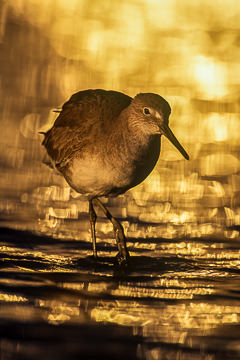 LE-AM-B-11&nbsp;&nbsp;&nbsp;&nbsp;&nbsp;&nbsp;&nbsp;&nbsp; Willet At Sunset, Fort Myers Beach, Florida