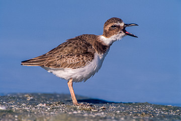 AM-B-01&nbsp;&nbsp;&nbsp;&nbsp;&nbsp;&nbsp;&nbsp;&nbsp; Wilson's Plover Yelling Out, Fort Myers Beach, Florida
