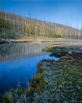 LE-AM-LA-008&nbsp;&nbsp;&nbsp;&nbsp;&nbsp;&nbsp;&nbsp;&nbsp; New Vegetation After Fire, Yellowstone National Park, Wyoming