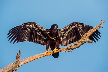 AM-B-03&nbsp;&nbsp;&nbsp;&nbsp;&nbsp;&nbsp;&nbsp;&nbsp; Young Bald Eagle Stretching Wings, Pine Island, Florida