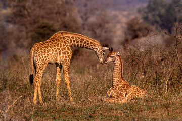 AF-M-36&nbsp;&nbsp;&nbsp;&nbsp;&nbsp;&nbsp;&nbsp;&nbsp; Young Southern Giraffes, Kruger NP, South Africa